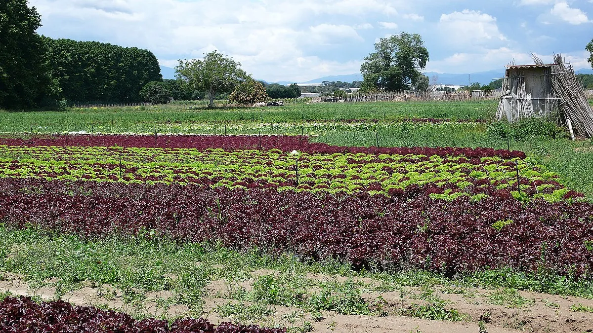 MG MG M9 2026 MG M9 Luxury - Image 6