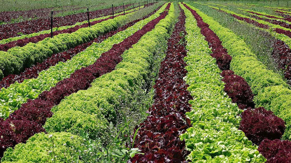 MG MG M9 2026 MG M9 Luxury - Image 7